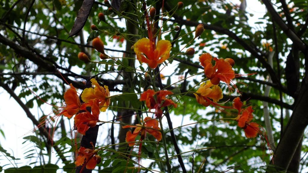 Cabinas Caribe Luna Cahuita Buitenkant foto